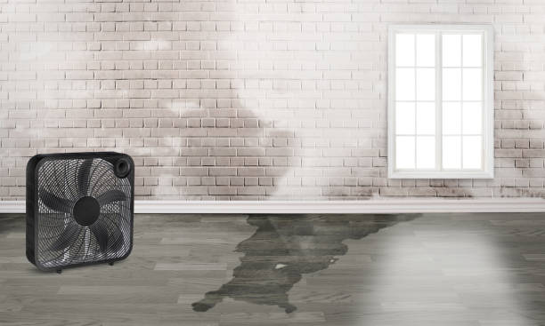 Best Sewage cleanup and water damage restoration  in Kiln, MS